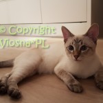 Kevin Viosna*PL