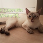 Kevin Viosna*PL