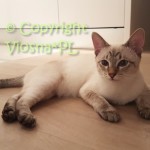 Kevin Viosna*PL