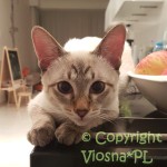 Kevin Viosna*PL