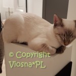 Kevin Viosna*PL