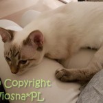Kevin Viosna*PL