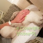 Kevin Viosna*PL