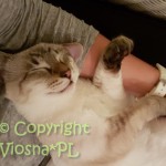 Kevin Viosna*PL