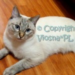 Julian Viosna*PL