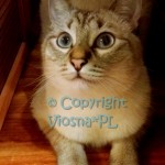 Julian Viosna*PL