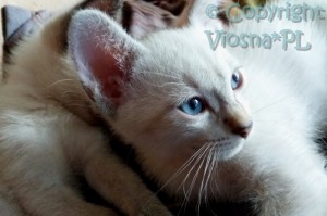 Melman Viosna*PL