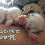 Miot N Viosna*PL