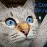 Helenka Viosna*PL