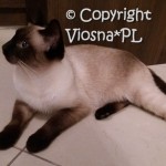 Matylda Viosna*PL