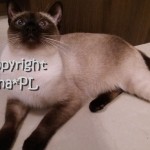 Matylda Viosna*PL