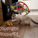 Morris Viosna*PL