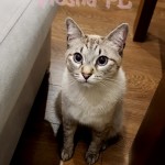 Morris Viosna*PL