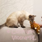Morris Viosna*PL