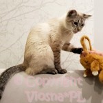 Morris Viosna*PL