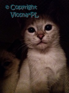 Ruby Viosna*PL