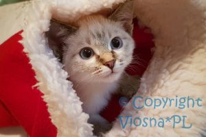 Sidney Viosna*PL