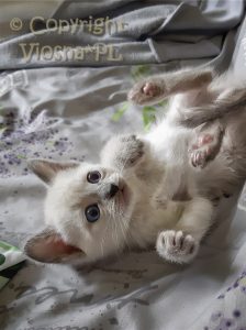 Zuzia Viosna*PL