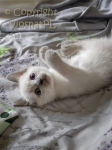 Zuzia Viosna*PL