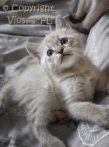 Zosia Viosna*PL