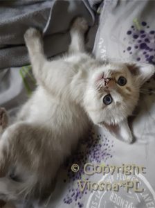 Zosia Viosna*PL