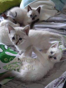 Zosia & Zuzia Viosna*PL