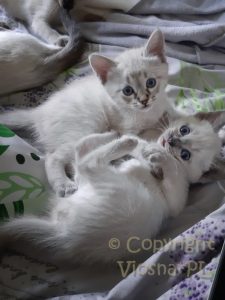 Zosia & Zuzia Viosna*PL