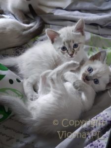 Zosia & Zuzia Viosna*PL