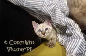 Zosia Viosna*PL