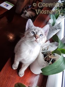 Zosia Viosna*PL