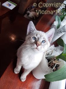 Zosia Viosna*PL