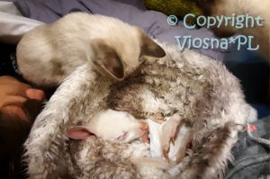 Zosia i Joey