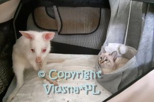 Zosia & Joey