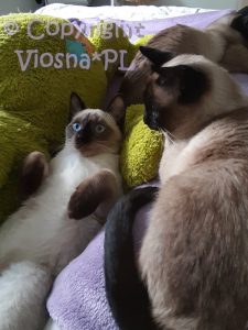 Zbyszek Viosna*PL i Whisper