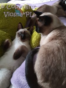 Zbyszek Viosna*PL i Whisper
