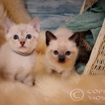 Gandalf & Gizmo Viosna*PL