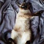 Matylda Viosna*PL