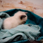 Gizmo Viosna*PL