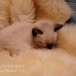 Gizmo Viosna*PL