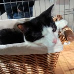 Dziabąg - na pokazie (at the cat show)