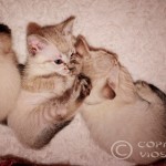 Giulietta & Gandalf Viosna*PL