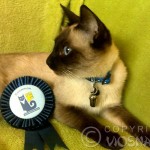 Whisper - Champion