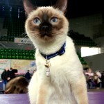 Elmirka Viosna*PL - pokaz kotów (cat show)