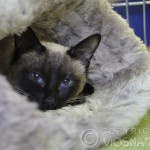 Whisper - drzemka na wystawie (little nap on the cat show)