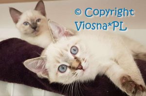 Sidney Viosna*PL