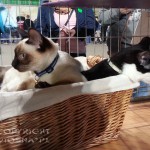 Elmirka Viosna*PL - pokaz kotów (cat show)