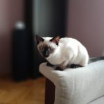Teo Viosna*PL