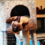 Elmirka Viosna*PL - na drapaczku (at the cat tree)