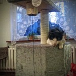 Dziabąg - na drapaku (on the cat tree)