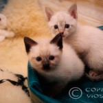 Gizmo & G Viosna*PL